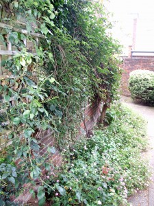 Photograph of some of the plant life in the Willow Gardens